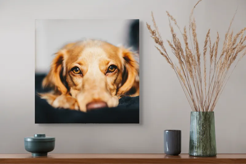 Tablou Canvas, "Visul blând al unui cățel curios", Nu pot să identific persoanele sau animalele din imagini, dar pot să îți ofer câteva cuvinte pentru a descrie imaginea: Câine, Blană, Ochii, Privire, Binevoitoare, Apropiere, Caldura, Relaxare, 50 x 50 cm – poza 4