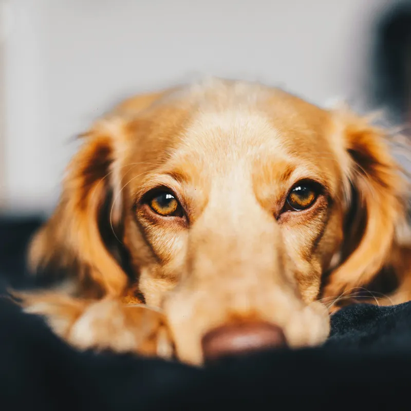 Tablou Canvas, "Visul blând al unui cățel curios", Nu pot să identific persoanele sau animalele din imagini, dar pot să îți ofer câteva cuvinte pentru a descrie imaginea: Câine, Blană, Ochii, Privire, Binevoitoare, Apropiere, Caldura, Relaxare, 50 x 50 cm – poza 2