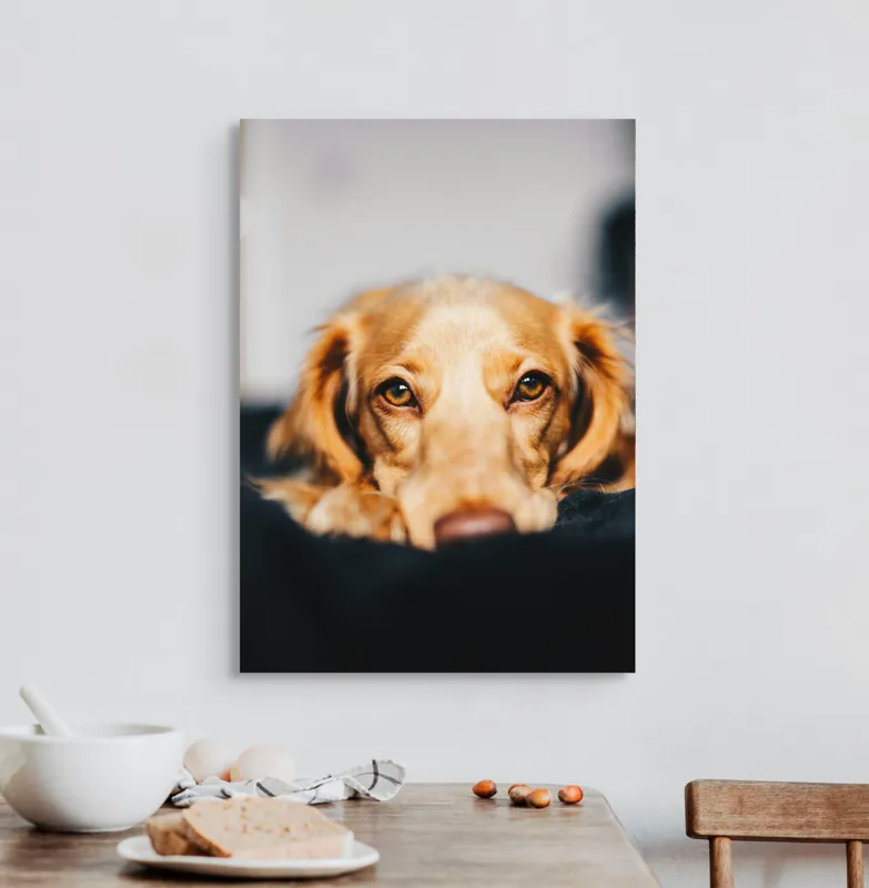 Tablou Canvas, "Visul blând al unui cățel curios", Nu pot să identific persoanele sau animalele din imagini, dar pot să îți ofer câteva cuvinte pentru a descrie imaginea: Câine, Blană, Ochii, Privire, Binevoitoare, Apropiere, Caldura, Relaxare, 50 x 70 cm – poza 3