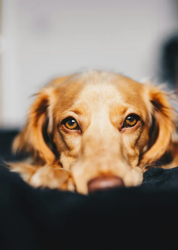 Tablou Canvas, "Visul blând al unui cățel curios", Nu pot să identific persoanele sau animalele din imagini, dar pot să îți ofer câteva cuvinte pentru a descrie imaginea: Câine, Blană, Ochii, Privire, Binevoitoare, Apropiere, Caldura, Relaxare, 50 x 70 cm – poza 2