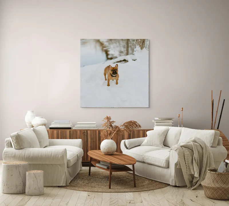 Tablou Canvas, "Bulldog francez în zăpada proaspătă", Bulldog, Zăpadă, Râu, Pădure, Iarnă, Căprioară, Natură, 100 x 100 cm – poza 3