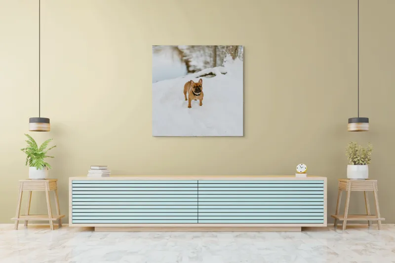 Tablou Canvas, "Bulldog francez în zăpada proaspătă", Bulldog, Zăpadă, Râu, Pădure, Iarnă, Căprioară, Natură, 100 x 100 cm – poza 5