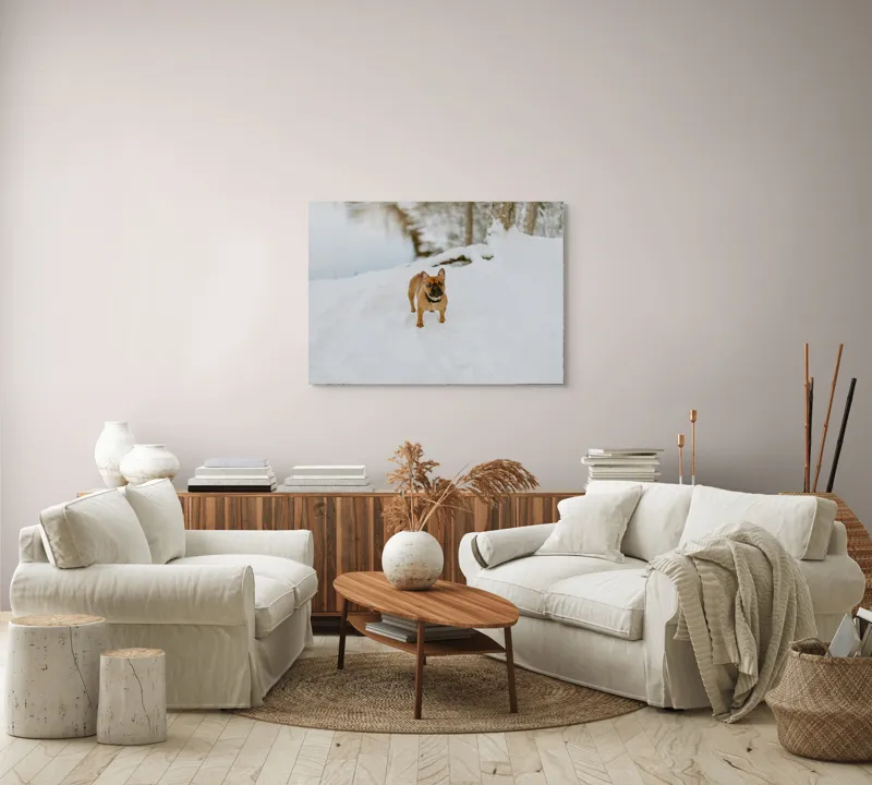 Tablou Canvas, "Bulldog francez în zăpada proaspătă", Bulldog, Zăpadă, Râu, Pădure, Iarnă, Căprioară, Natură, 100 x 70 cm – poza 3