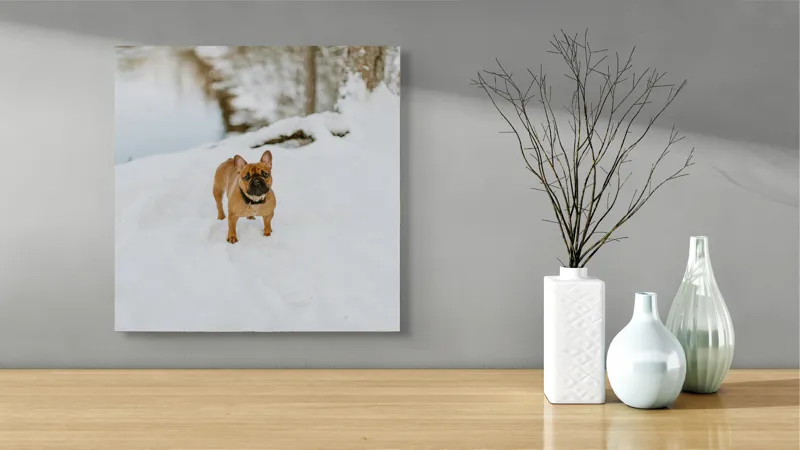 Tablou Canvas, "Bulldog francez în zăpada proaspătă", Bulldog, Zăpadă, Râu, Pădure, Iarnă, Căprioară, Natură, 50 x 50 cm – poza 3