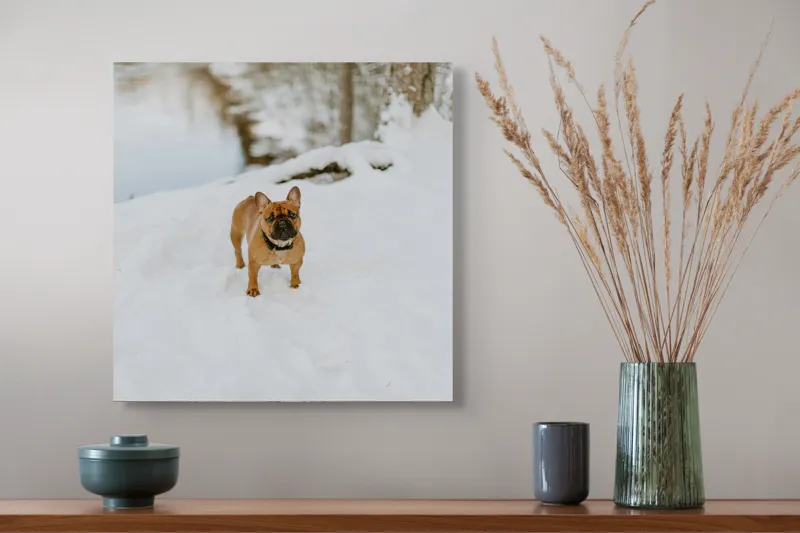 Tablou Canvas, "Bulldog francez în zăpada proaspătă", Bulldog, Zăpadă, Râu, Pădure, Iarnă, Căprioară, Natură, 50 x 50 cm – poza 4