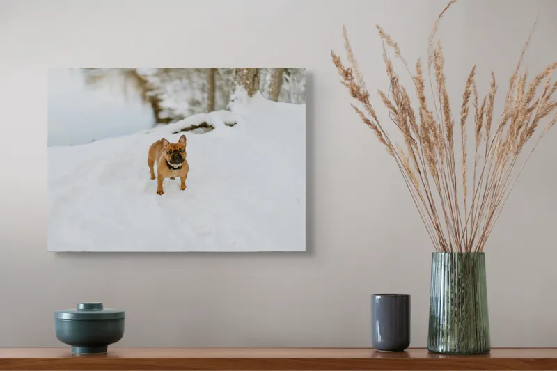 Tablou Canvas, "Bulldog francez în zăpada proaspătă", Bulldog, Zăpadă, Râu, Pădure, Iarnă, Căprioară, Natură, 54 x 39 cm – poza 4