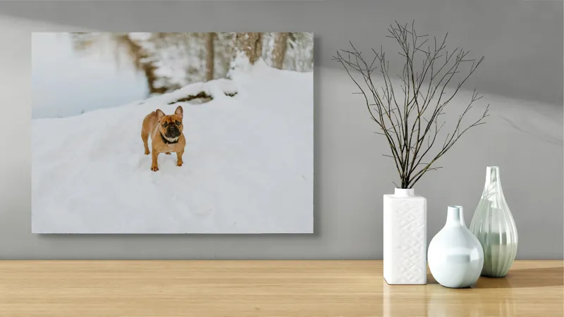 Tablou Canvas, "Bulldog francez în zăpada proaspătă", Bulldog, Zăpadă, Râu, Pădure, Iarnă, Căprioară, Natură, 70 x 50 cm – poza 3