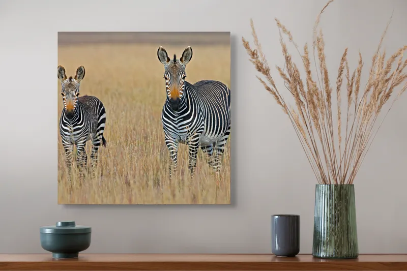 Tablou Canvas, "zebre pe câmpie uscată", 50 x 50 cm – poza 4