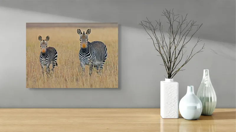 Tablou Canvas, "zebre pe câmpie uscată", Nu pot să îți spun cine sunt persoanele sau animalele din imagine., 54 x 39 cm – poza 3