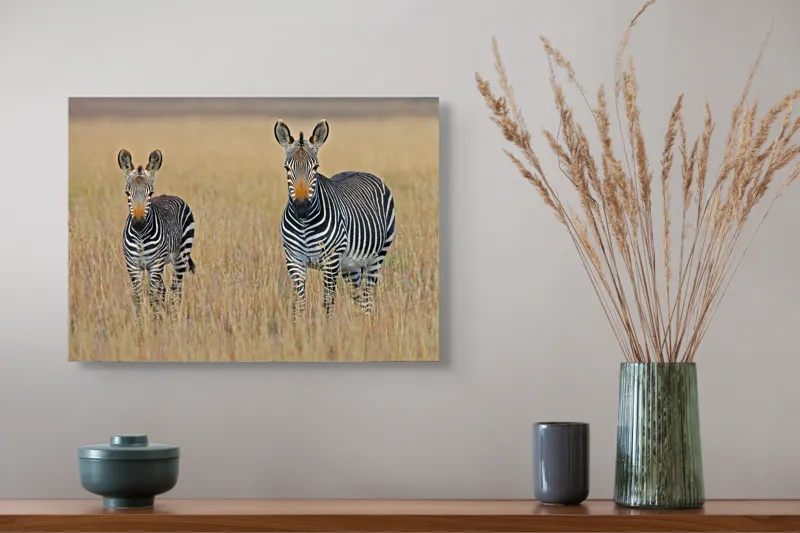 Tablou Canvas, "zebre pe câmpie uscată", Nu pot să îți spun cine sunt persoanele sau animalele din imagine., 54 x 39 cm – poza 4