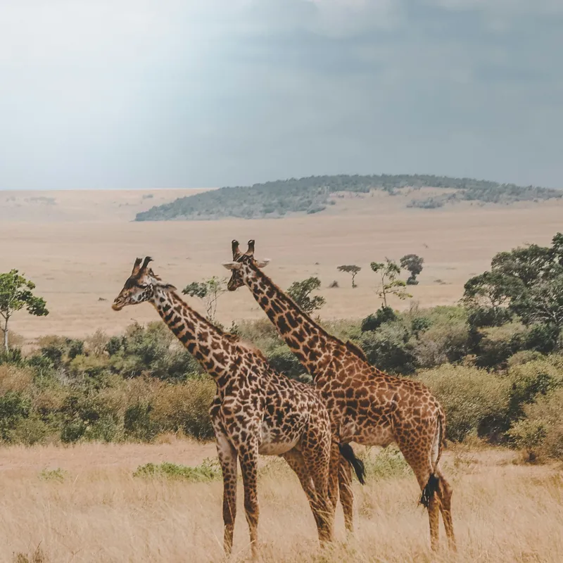Tablou Canvas, "Grațioasele girafe în savană africană", Giraffe, Savannah, Majestic, Tall, Horizon, Wilderness, Nature, Graceful, 100 x 100 cm – poza 2