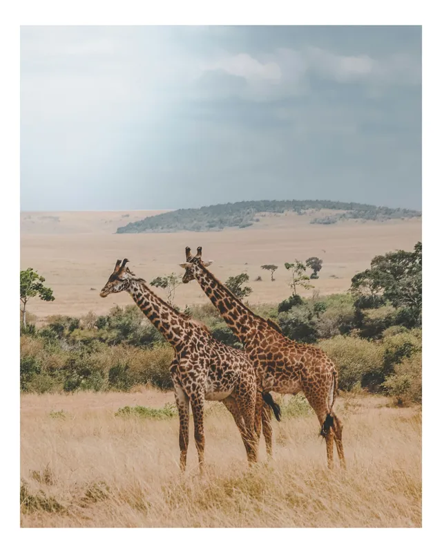 Tablou Canvas, "Grațioasele girafe în savană africană", Giraffe, Savannah, Majestic, Tall, Horizon, Wilderness, Nature, Graceful, 50 x 50 cm