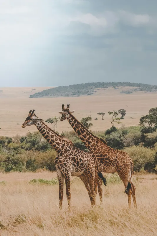 Tablou Canvas, "Grațioasele girafe în savană africană", Giraffe, Savannah, Majestic, Tall, Horizon, Wilderness, Nature, Graceful, 26 x 39 cm – poza 2