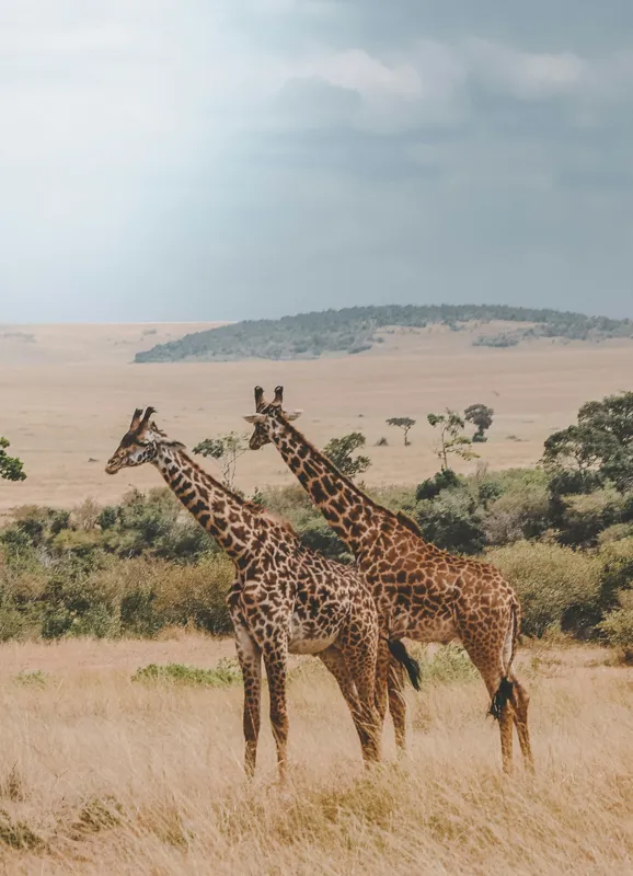 Tablou Canvas, "Grațioasele girafe în savană africană", Giraffe, Savannah, Majestic, Tall, Horizon, Wilderness, Nature, Graceful, 39 x 54 cm – poza 2