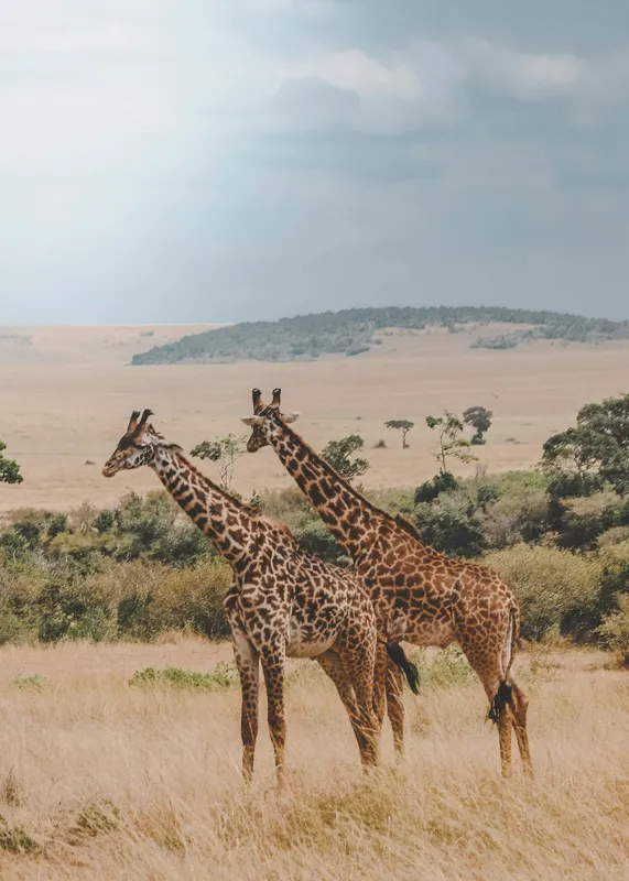 Tablou Canvas, "Grațioasele girafe în savană africană", Giraffe, Savannah, Majestic, Tall, Horizon, Wilderness, Nature, Graceful, 50 x 70 cm – poza 2