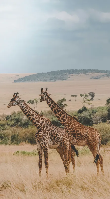 Tablou Canvas, "Grațioasele girafe în savană africană", Giraffe, Savannah, Majestic, Tall, Horizon, Wilderness, Nature, Graceful, 50 x 90 cm – poza 2
