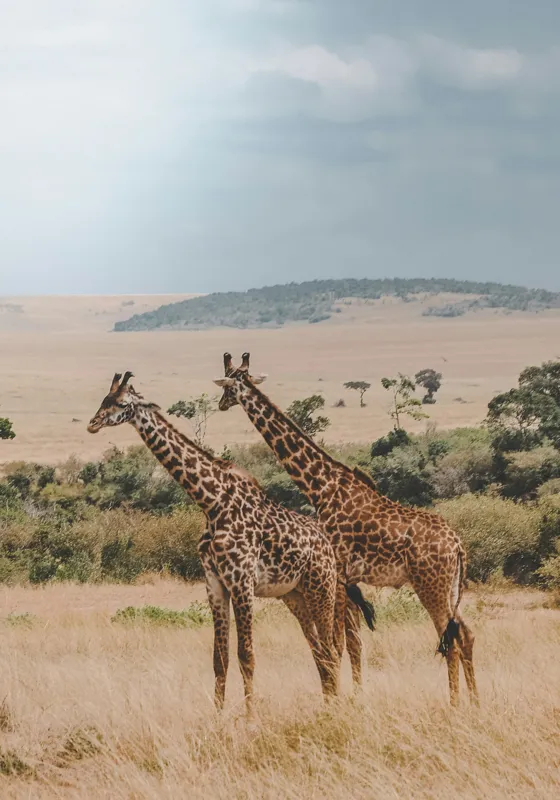 Tablou Canvas, "Grațioasele girafe în savană africană", Giraffe, Savannah, Majestic, Tall, Horizon, Wilderness, Nature, Graceful, 70 x 100 cm – poza 2
