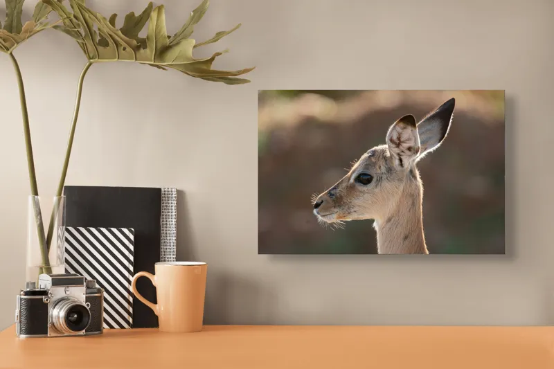 Tablou Canvas, "Silueta grațioasă a puiului de gazelă", Nu pot să spun ce animal este în imagine, dar pare să fie tânăr și cu urechi mari., 39 x 26 cm – poza 3
