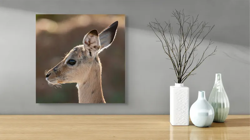 Tablou Canvas, "Silueta grațioasă a puiului de gazelă", Nu pot să spun ce animal este în imagine, dar pare să fie tânăr și cu urechi mari., 50 x 50 cm – poza 3