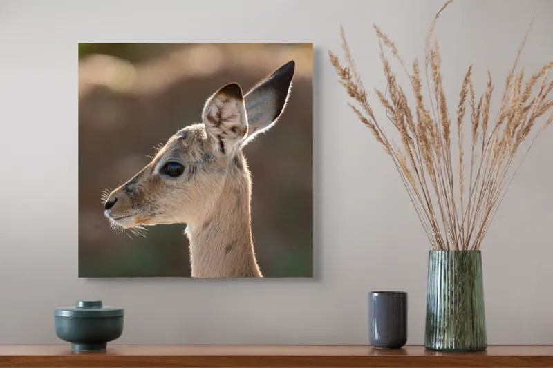 Tablou Canvas, "Silueta grațioasă a puiului de gazelă", Nu pot să spun ce animal este în imagine, dar pare să fie tânăr și cu urechi mari., 50 x 50 cm – poza 4
