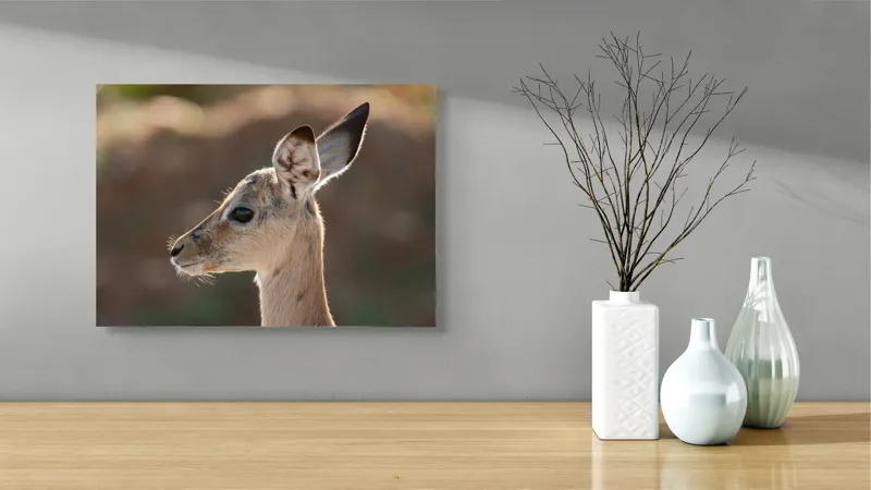 Tablou Canvas, "Silueta grațioasă a puiului de gazelă", Nu pot să spun ce animal este în imagine, dar pare să fie tânăr și cu urechi mari., 54 x 39 cm – poza 3