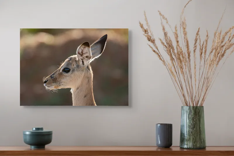 Tablou Canvas, "Silueta grațioasă a puiului de gazelă", Nu pot să spun ce animal este în imagine, dar pare să fie tânăr și cu urechi mari., 54 x 39 cm – poza 4