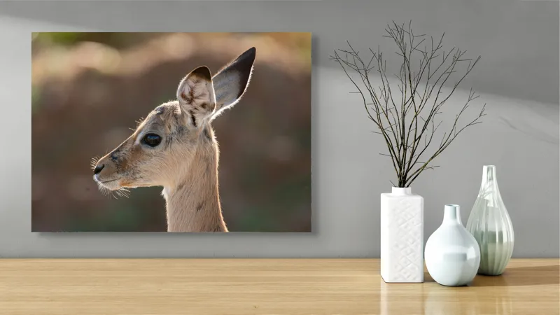 Tablou Canvas, "Silueta grațioasă a puiului de gazelă", Nu pot să spun ce animal este în imagine, dar pare să fie tânăr și cu urechi mari., 70 x 50 cm – poza 3