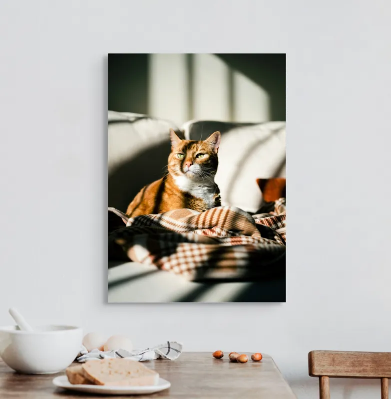 Tablou Canvas, "Pisica torcând la soare pe canapea", Pisică, Drăgălașă, Șezând, Canapea, Lumini, Umbre, Blană, Privire, Plăpumioară, 50 x 70 cm – poza 3
