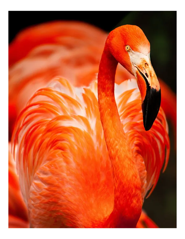 Tablou Canvas, "Grandoarea flamingoului în culori vii", Pene, Portocaliu, Flamingo, Vibrant, Elegant, Grațios, Contrast, Fauna, Natură, Frumusețe, 50 x 70 cm
