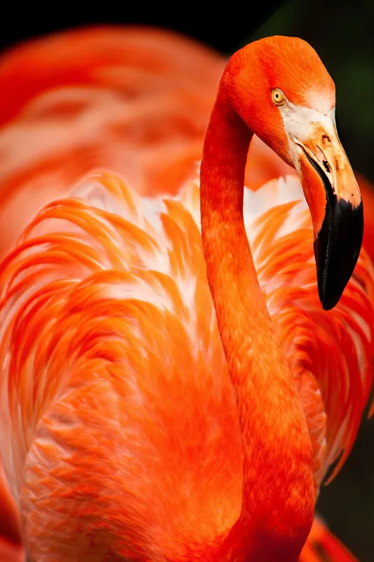 Tablou Canvas, "Grandoarea flamingoului în culori vii", Pene, Portocaliu, Flamingo, Vibrant, Elegant, Grațios, Contrast, Fauna, Natură, Frumusețe, 26 x 39 cm – poza 2