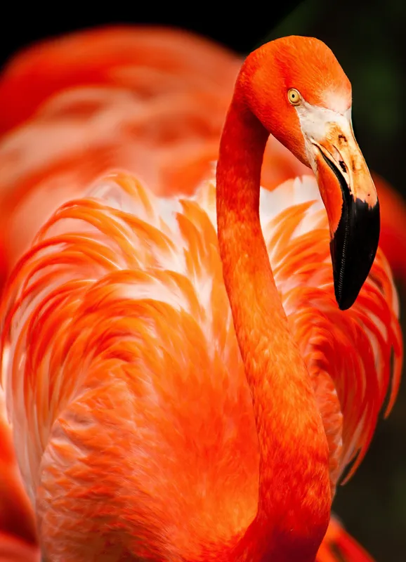 Tablou Canvas, "Grandoarea flamingoului în culori vii", Pene, Portocaliu, Flamingo, Vibrant, Elegant, Grațios, Contrast, Fauna, Natură, Frumusețe, 39 x 54 cm – poza 2