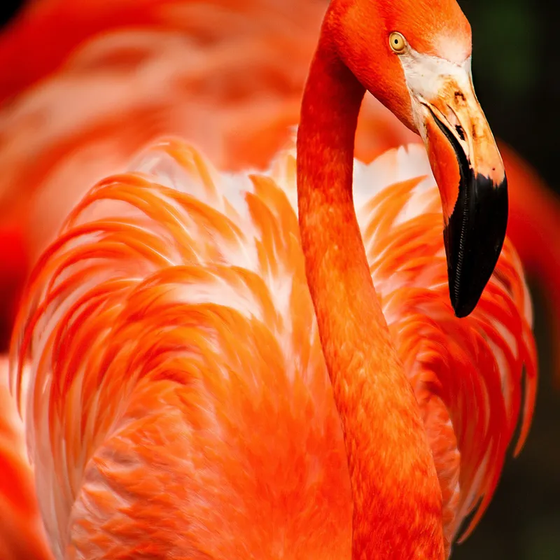 Tablou Canvas, "Grandoarea flamingoului în culori vii", Pene, Portocaliu, Flamingo, Vibrant, Elegant, Grațios, Contrast, Fauna, Natură, Frumusețe, 50 x 50 cm – poza 2