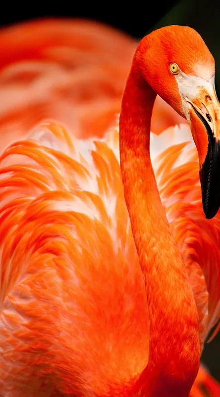 Tablou Canvas, "Grandoarea flamingoului în culori vii", Pene, Portocaliu, Flamingo, Vibrant, Elegant, Grațios, Contrast, Fauna, Natură, Frumusețe, 50 x 90 cm – poza 2
