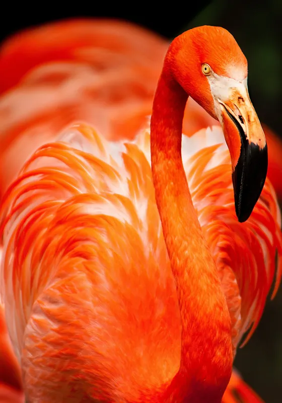 Tablou Canvas, "Grandoarea flamingoului în culori vii", Pene, Portocaliu, Flamingo, Vibrant, Elegant, Grațios, Contrast, Fauna, Natură, Frumusețe, 70 x 100 cm – poza 2