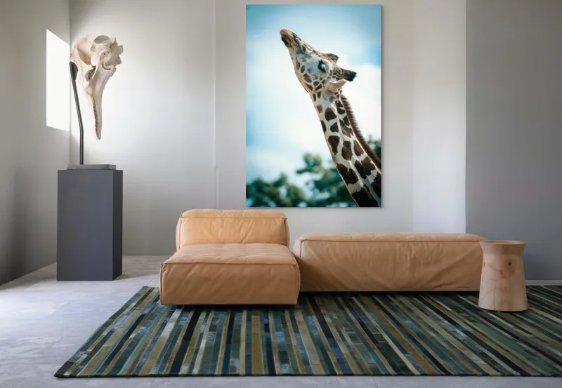 Tablou Canvas, "Girafă admirând cerul albastru", Gingășie, Eleganță, Înălțime, Majestuos, Serenitate, Natură, Cer, Pătățat, 100 x 150 cm – poza 7
