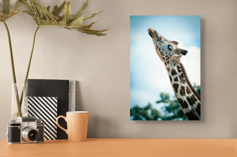 Tablou Canvas, "Girafă admirând cerul albastru", Gingășie, Eleganță, Înălțime, Majestuos, Serenitate, Natură, Cer, Pătățat, 26 x 39 cm – poza 3