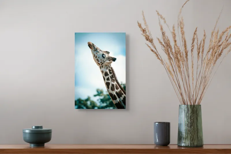 Tablou Canvas, "Girafă admirând cerul albastru", Gingășie, Eleganță, Înălțime, Majestuos, Serenitate, Natură, Cer, Pătățat, 26 x 39 cm – poza 5