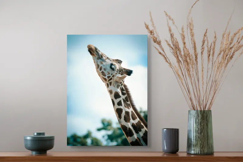 Tablou Canvas, "Girafă admirând cerul albastru", Gingășie, Eleganță, Înălțime, Majestuos, Serenitate, Natură, Cer, Pătățat, 39 x 54 cm – poza 3