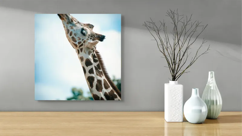 Tablou Canvas, "Girafă admirând cerul albastru", Gingășie, Eleganță, Înălțime, Majestuos, Serenitate, Natură, Cer, Pătățat, 50 x 50 cm – poza 3
