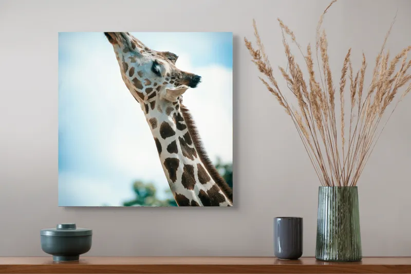 Tablou Canvas, "Girafă admirând cerul albastru", Gingășie, Eleganță, Înălțime, Majestuos, Serenitate, Natură, Cer, Pătățat, 50 x 50 cm – poza 4