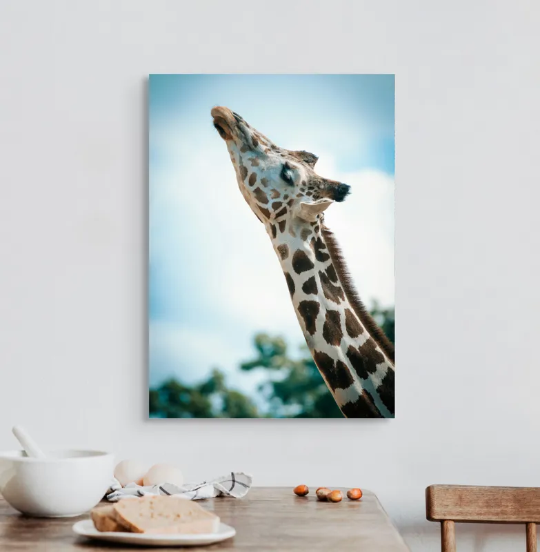 Tablou Canvas, "Girafă admirând cerul albastru", Gingășie, Eleganță, Înălțime, Majestuos, Serenitate, Natură, Cer, Pătățat, 50 x 70 cm – poza 3