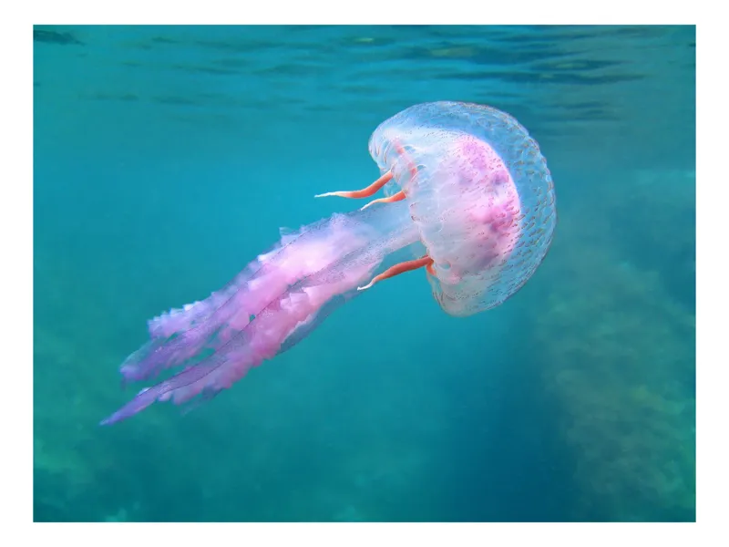 Tablou Canvas, "Meduza purpurie a oceanului albastru", Meduză, Albastră, Apă, Ocean, Tentacule, Plutire, Culoare, Natură, Frumusețe., 100 x 70 cm