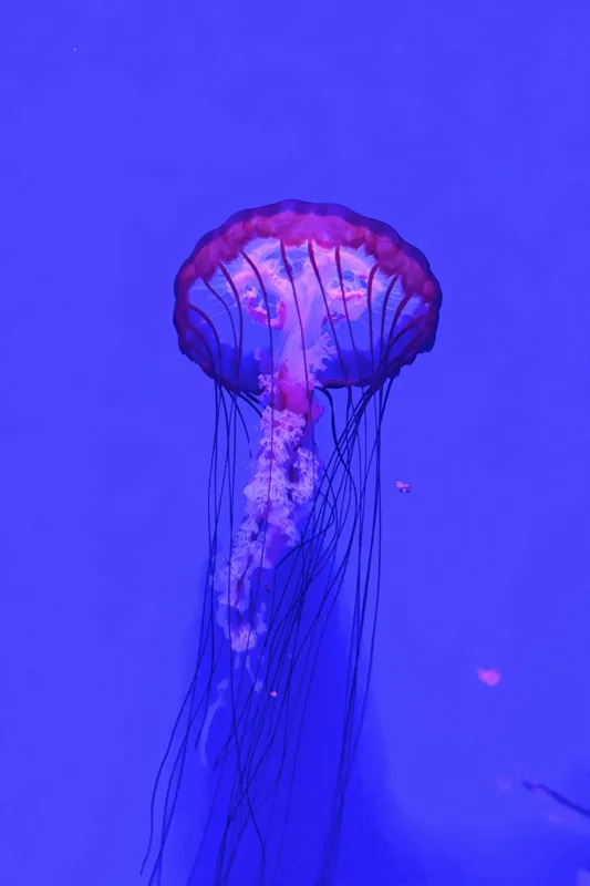 Tablou Canvas, "Meduză plutind în lumină albastră", Meduză, Strălucire, Albastru, Ocean, Grație, Tentacule, Mister, Lumina, Frumusețe., 100 x 150 cm – poza 2