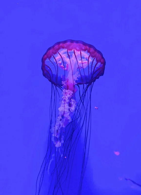 Tablou Canvas, "Meduză plutind în lumină albastră", Meduză, Strălucire, Albastru, Ocean, Grație, Tentacule, Mister, Lumina, Frumusețe., 39 x 54 cm – poza 2