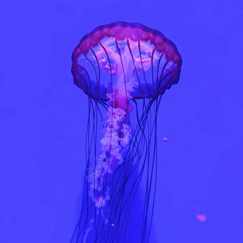 Tablou Canvas, "Meduză plutind în lumină albastră", Meduză, Strălucire, Albastru, Ocean, Grație, Tentacule, Mister, Lumina, Frumusețe., 50 x 50 cm – poza 2