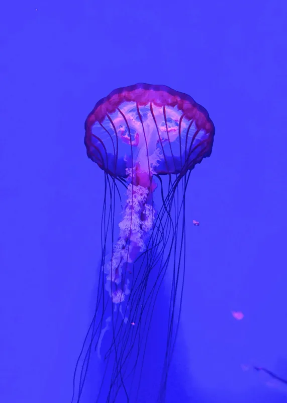 Tablou Canvas, "Meduză plutind în lumină albastră", Meduză, Strălucire, Albastru, Ocean, Grație, Tentacule, Mister, Lumina, Frumusețe., 50 x 70 cm – poza 2