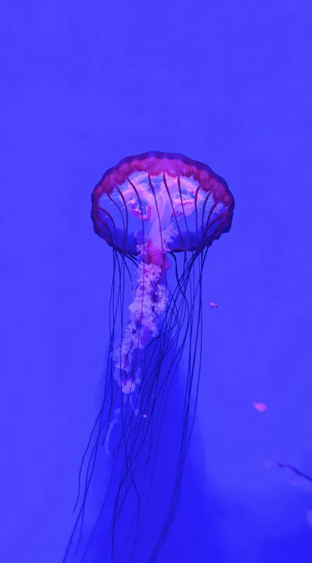 Tablou Canvas, "Meduză plutind în lumină albastră", Meduză, Strălucire, Albastru, Ocean, Grație, Tentacule, Mister, Lumina, Frumusețe., 50 x 90 cm – poza 2