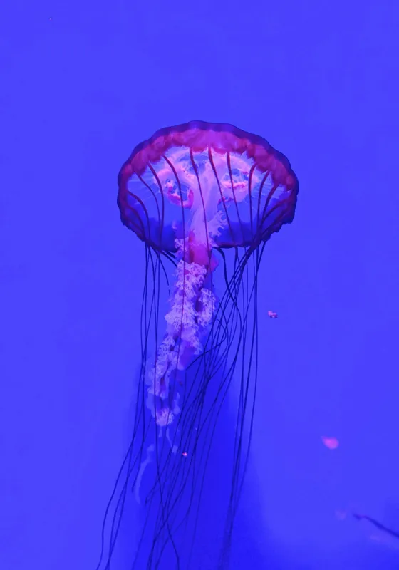 Tablou Canvas, "Meduză plutind în lumină albastră", Meduză, Strălucire, Albastru, Ocean, Grație, Tentacule, Mister, Lumina, Frumusețe., 70 x 100 cm – poza 2