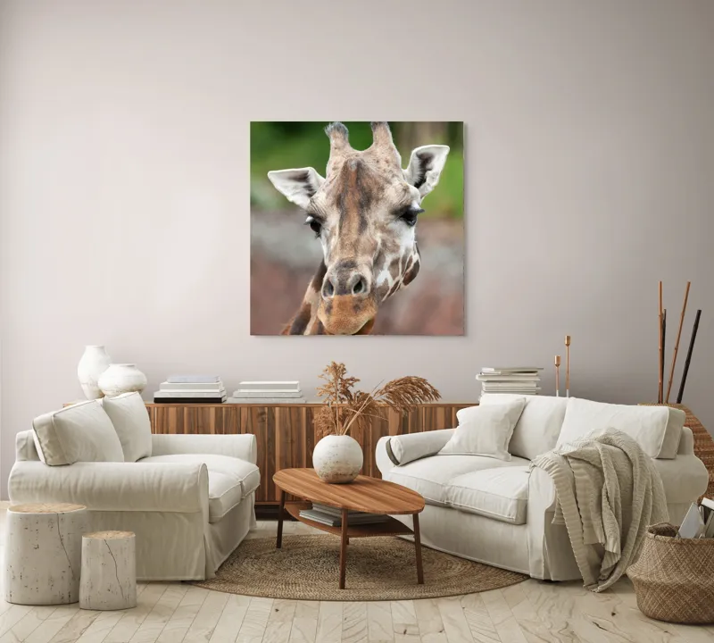 Tablou Canvas, "Întâlnire cu grațioasa girafă africană", Gât, Pete, Urechi, Blândețe, Privire, Animal, Înalțime, Natură, 100 x 100 cm – poza 3