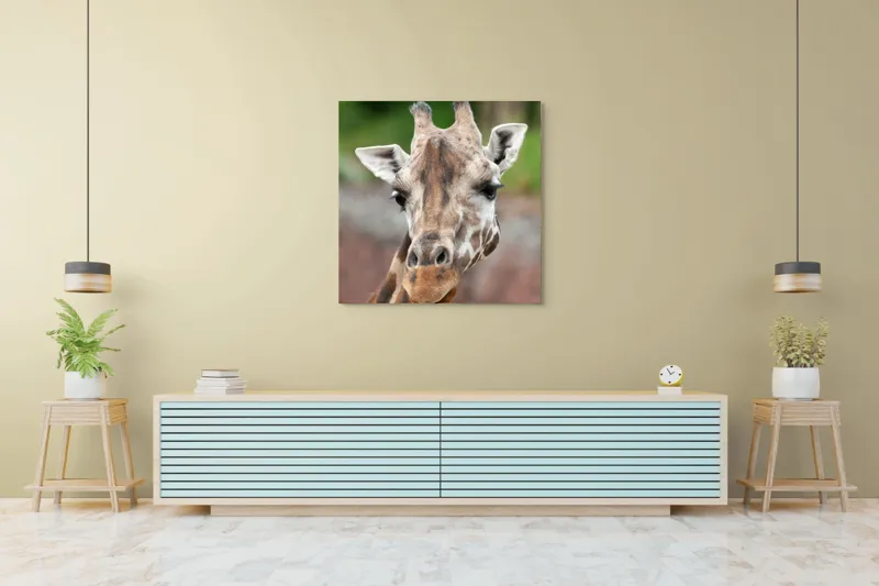 Tablou Canvas, "Întâlnire cu grațioasa girafă africană", Gât, Pete, Urechi, Blândețe, Privire, Animal, Înalțime, Natură, 100 x 100 cm – poza 5